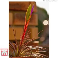 Air Plant Variety Collection -NAOMI Plant Shop AIR KB3490 F2