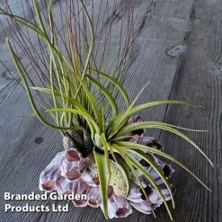 Air Plant Medium Barnacle -NAOMI Plant Shop AIRP MEDBARNAC S45966