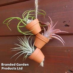 Air Plant Mini Pots On Rope -NAOMI Plant Shop AIRP MINIROPE3 S45969