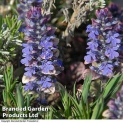 Ajuga Reptans 'Burgundy Glow' -NAOMI Plant Shop AJUG KA4174 C