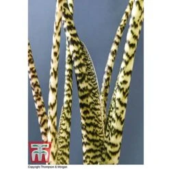 Alocasia Zebrina -NAOMI Plant Shop ALOC WKB5018 D