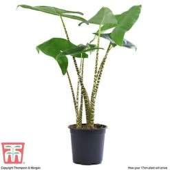 Alocasia Zebrina -NAOMI Plant Shop ALOC WKB5018 E