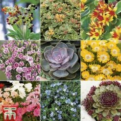 Nurserymans Choice Alpine Mix 29 Nurserymans Choice Alpine Mix -NAOMI Plant Shop ALPI TKA2334P A