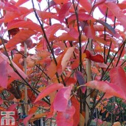 Amelanchier Canadensis -NAOMI Plant Shop AMEL TKA0959 A