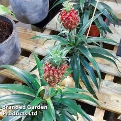 Pineapple Plant 'Rosita' -NAOMI Plant Shop ANAN PINEAPPLE WKF1190