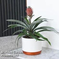 Pineapple Plant 'Rosita' -NAOMI Plant Shop ANAN ROSITAPIN T43899