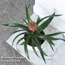 Pineapple Plant 'Rosita' -NAOMI Plant Shop ANAN ROSITAPIN T43901