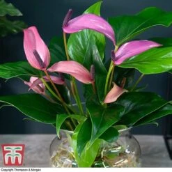 Anthurium Aqua In Sierglass -NAOMI Plant Shop ANTH KB3998 B1