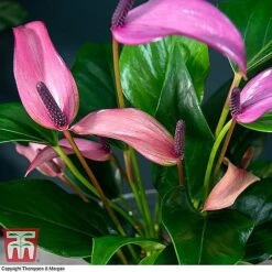 Anthurium Aqua - Gift -NAOMI Plant Shop ANTH KB3998 C11
