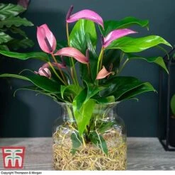 Anthurium Aqua In Sierglass -NAOMI Plant Shop ANTH KB3998 D1