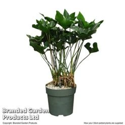 Anthurium 'Arrow' In Hydro Pot -NAOMI Plant Shop ANTH ARROW30CM T506621