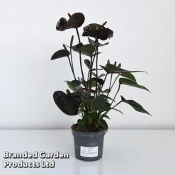 Anthurium 'Black Love' -NAOMI Plant Shop ANTH BLACK12CM T44471