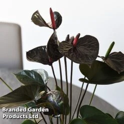 Anthurium 'Black Love' -NAOMI Plant Shop ANTH BLACKLOVE T44476