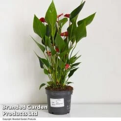Anthurium 'Million Flower' -NAOMI Plant Shop ANTH MILLIONFL T35886