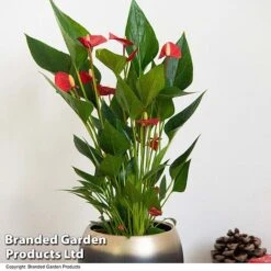 Anthurium 'Million Flower' -NAOMI Plant Shop ANTH MILLIONFL T35888