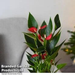 Anthurium 'Million Flower' -NAOMI Plant Shop ANTH MILLIONFL T35893