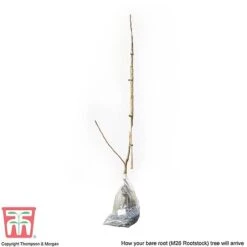 Apple 'Bramley's Seedling' 13 Apple 'Bramley's Seedling' -NAOMI Plant Shop APPL CWW3229 C