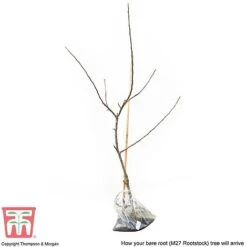 Apple 'Bramley's Seedling' 15 Apple 'Bramley's Seedling' -NAOMI Plant Shop APPL CWW3229 D