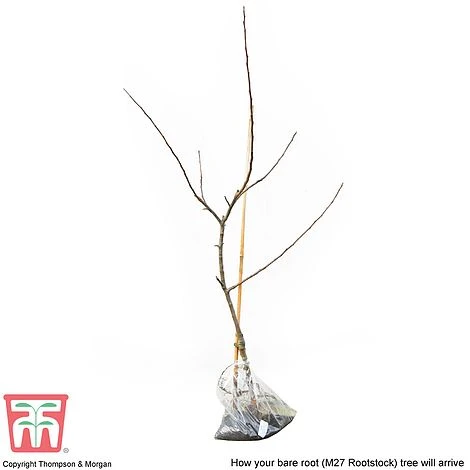 Apple 'Bramley's Seedling' 8 Apple 'Bramley's Seedling' - Image 8