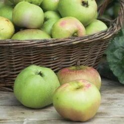 Apple 'Bramley's Seedling' 12 Apple 'Bramley's Seedling' -NAOMI Plant Shop APPL CWW3229 NOW1