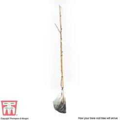 Crab Apple 'Red Sentinel' -NAOMI Plant Shop APPL CWW3254 C