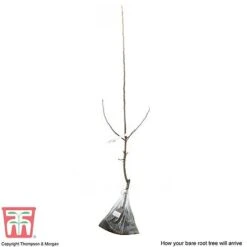 Crab Apple 'John Downie' -NAOMI Plant Shop APPL CWW3373 C