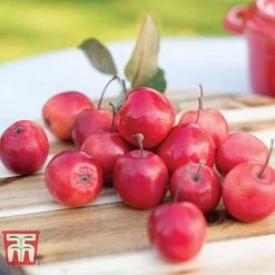 Apple 'Appletini' -NAOMI Plant Shop APPL KA9401 C