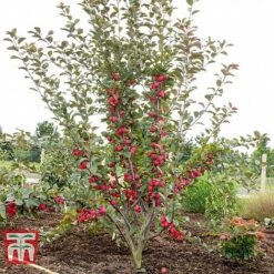 Apple 'Appletini' -NAOMI Plant Shop APPL KA9401 D
