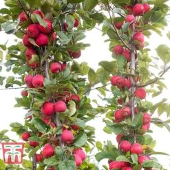 Apple 'Appletini' -NAOMI Plant Shop APPL KA9401 E