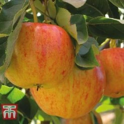 Fruit Tree Collection (Mini Fruit Tree) -NAOMI Plant Shop APPL T10394 A h1