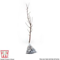 Apple 'James Grieve' -NAOMI Plant Shop APPL T14131 D