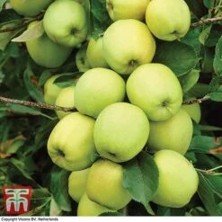 Apple 'Golden Delicious' -NAOMI Plant Shop APPL TKA0855 A1