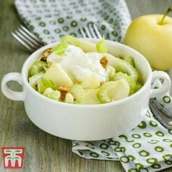 Apple 'Golden Delicious' -NAOMI Plant Shop APPL TKA0855 C