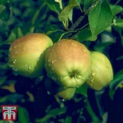 Apple 'Golden Delicious' -NAOMI Plant Shop APPL TKA0855 D