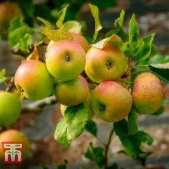 Apple 'Blenheim Orange'