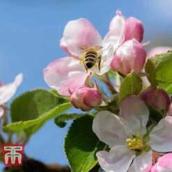 Apple 'Blenheim Orange' -NAOMI Plant Shop APPL TKA1817 D