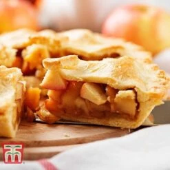 Apple 'Blenheim Orange' -NAOMI Plant Shop APPL TKA1817 E