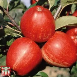Apple 'Gala' -NAOMI Plant Shop APPL TKA1831 B
