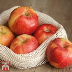 Apple 'Gala' -NAOMI Plant Shop APPL TKA1831 D