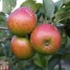 Apple 'Lord Lambourne'