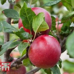 Apple 'Red Devil' -NAOMI Plant Shop APPL TKA1861 B