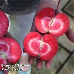 Apple Columnar 'Purple Haze' &reg; -NAOMI Plant Shop APPL PURPHAZE S36866