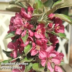 Apple Columnar 'Purple Haze' &reg; -NAOMI Plant Shop APPL PURPHAZE S36867
