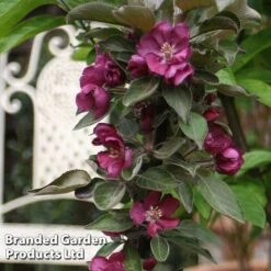 Apple Columnar 'Purple Haze' &reg; -NAOMI Plant Shop APPL PURPHAZE S36868