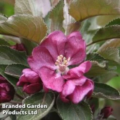 Apple Columnar 'Purple Haze' &reg; -NAOMI Plant Shop APPL PURPHAZE S36869