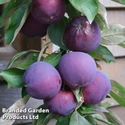 Apple Columnar 'Purple Haze' &reg; -NAOMI Plant Shop APPL PURPHAZE S36870