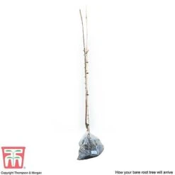 Apple 'Spartan' -NAOMI Plant Shop APPl T71127 D