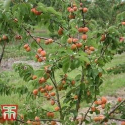 Apricot 'Flavorcot'&reg; -NAOMI Plant Shop APRI CWW3222 B