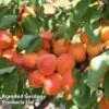 Apricot 'Flavorcot'&reg;