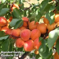 Apricot 'Flavorcot'®
